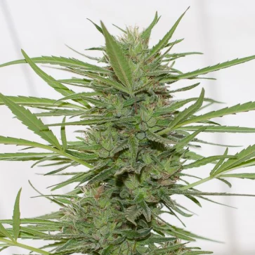 Насіння конопель Auto Dedoverde Haze Feminised