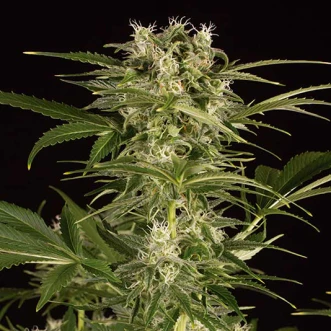 Hemp seeds Auto Lemon Juice Express Feminised