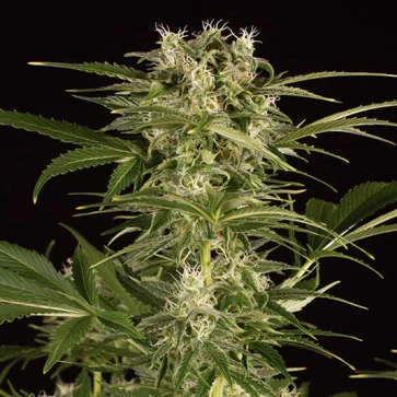 Hemp seeds Auto Lemon Juice Express Feminised