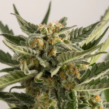 Насіння конопель Auto Lost Coast Skunk Feminised