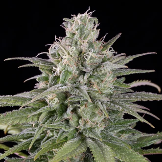 Hemp seeds Auto UK Cheese Feminised