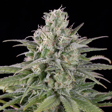 Hemp seeds Auto UK Cheese Feminised