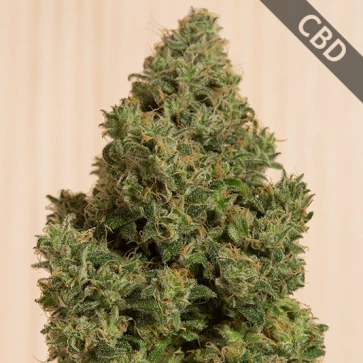 Семена конопли CBD Blue Dream Feminised