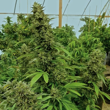 Насіння конопель Chemdawg Feminised