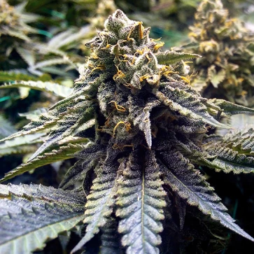 Семена конопли Chocolate Mint OG Feminised