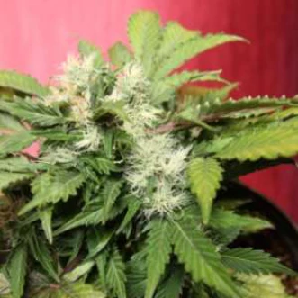 Auto Betty Boo Hemp Seeds