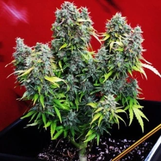 Auto Chronic Ryder Feminised Hemp Seeds