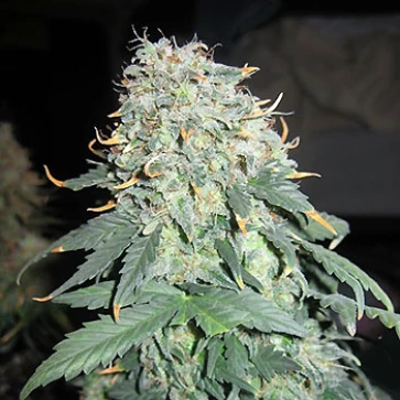 Насіння конопель Easy Ryder Autoflowering Feminised