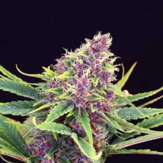 Насіння конопель Purple Kush Feminised
