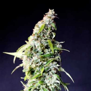 Auto Speedy Boom Feminised Hemp Seeds