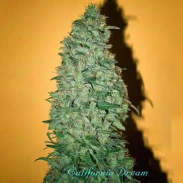 Семена конопли California Dream Feminised