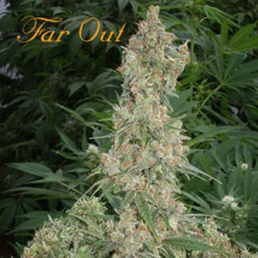 Far Out Feminised Hemp Seeds