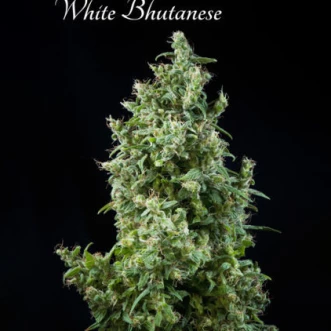 Семена конопли White Bhutanese Feminised