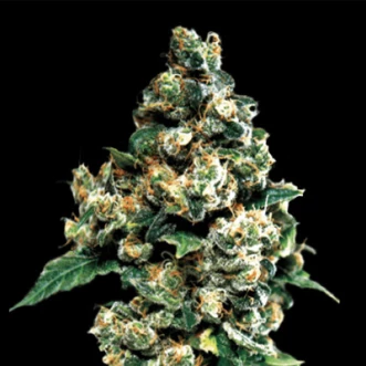 Auto Phoenix Feminised Hemp Seeds