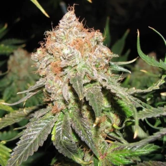 Jack Herer Feminised Hemp Seeds