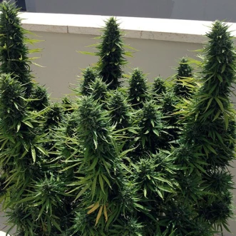 New York Diesel Feminised Hemp Seeds