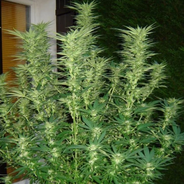 Насіння конопель Auto White Widow Feminised