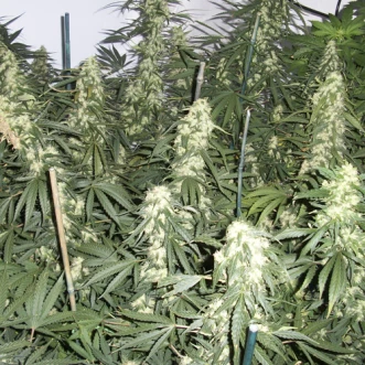 White Russian Feminised Hemp Seeds
