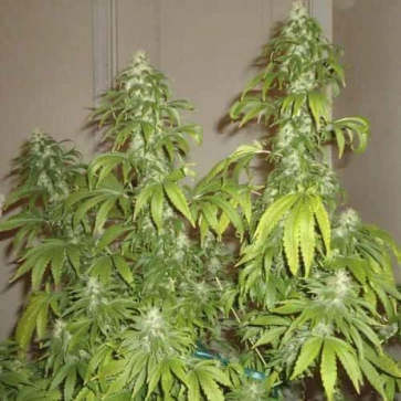 Somango Feminised Hemp Seeds