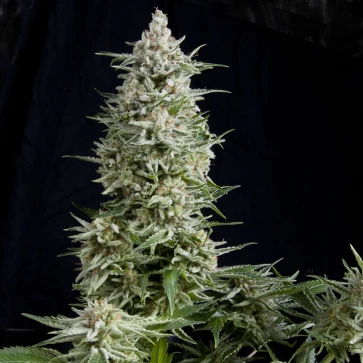 Amnesia Gold Feminised Hemp Seeds