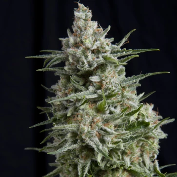 Семена конопли Anesthesia Feminised