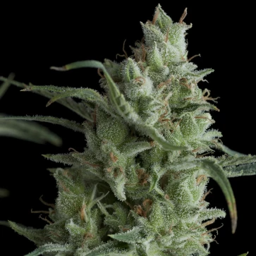 Kryptonite Feminised Hemp Seeds
