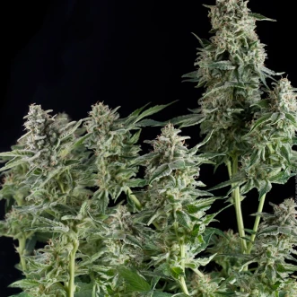 Насіння конопель Northern Lights Feminised