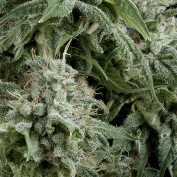 Auto Northern Lights Feminised Cannabis Seeds