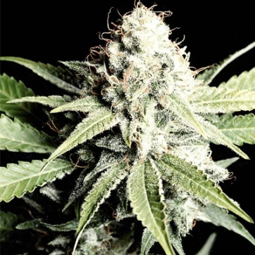 Shark Feminised Cannabis Seeds