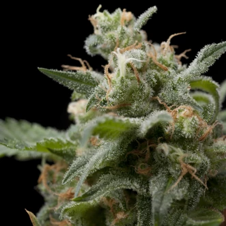 Насіння конопель Super Hash Feminised