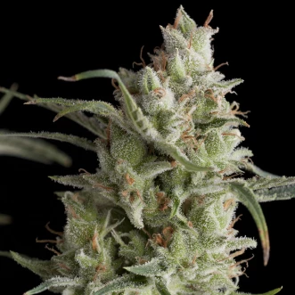 Насіння конопель Super OG kush Feminised
