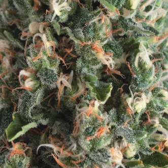 Auto Super OG Kush Feminised Cannabis Seeds