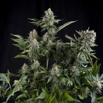 Насіння конопель White Widow Feminised