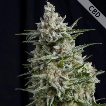 Насіння конопель CBD Anesthesia Feminised