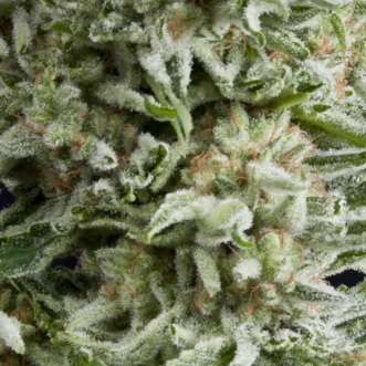 Auto Amnesia Gold Feminised Hemp Seeds