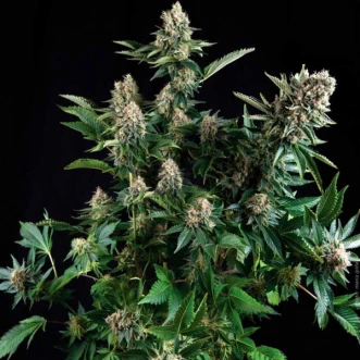 Auto White Widow Feminised Cannabis Seeds