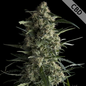 Насіння конопель CBD Galaxy Feminised