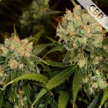 Насіння конопель CBD Northern Lights Feminised