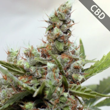 CBD Shark Feminised Hemp Seeds