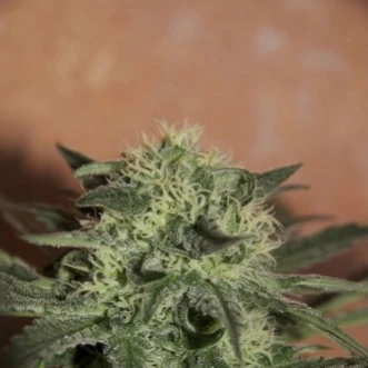 Насіння конопель Auto Lemon Feminised F1 Seedsman