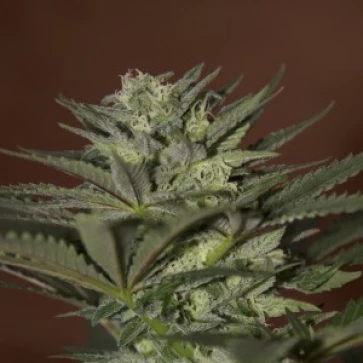 Auto Mini Gun Feminised F1 Seedsman Hemp Seeds