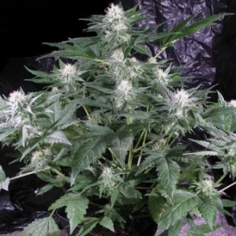 G13 Haze F1 Seedsman Hemp Seeds
