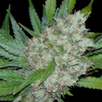 Mama Mia Feminised Hemp Seeds