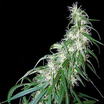 Mama Thai F1 Seedsman Hemp Seeds