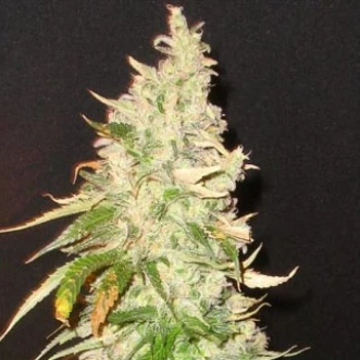 Northern Soul Feminised Hemp Seeds