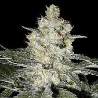 Насіння конопель Original Skunk-1 Feminised