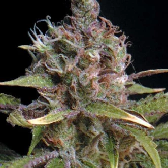 Power Africa Feminised Hemp Seeds
