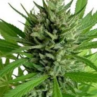 Top Skunk44 Feminised Hemp Seeds