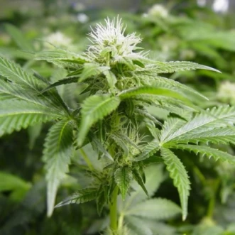 White Widow F1 Seedsman Hemp Seeds