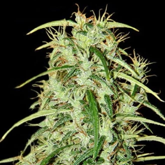Skunk Haze F1 Seedsman Hemp Seeds